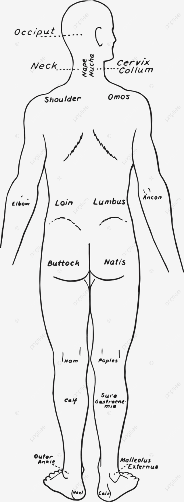 Dibujos De Partes Cuerpo Ingles Para Colorear Vsun 0881