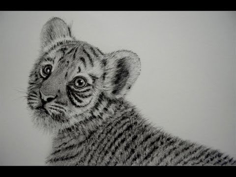 Dibujos de tigres bebes para colorear